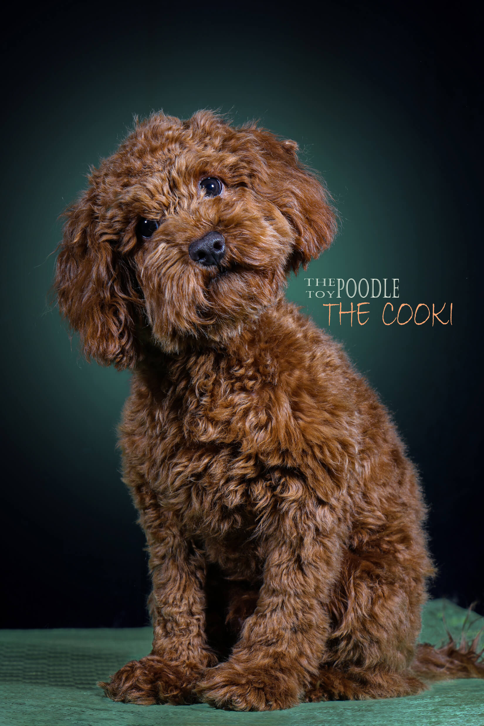 Mehdi Ghasemi PHOTOGRAPHY